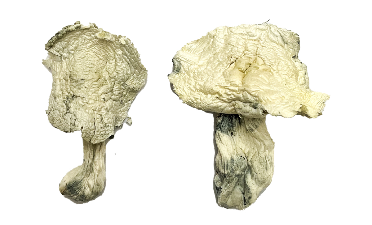 albino-zilla-magic-mushrooms.jpg