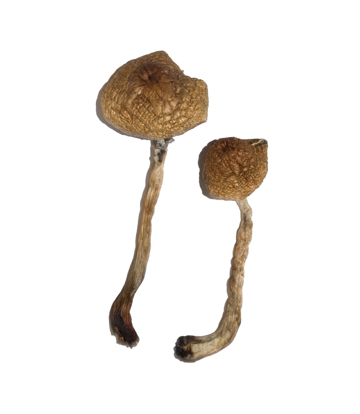 malabar-magic-mushrooms.jpg