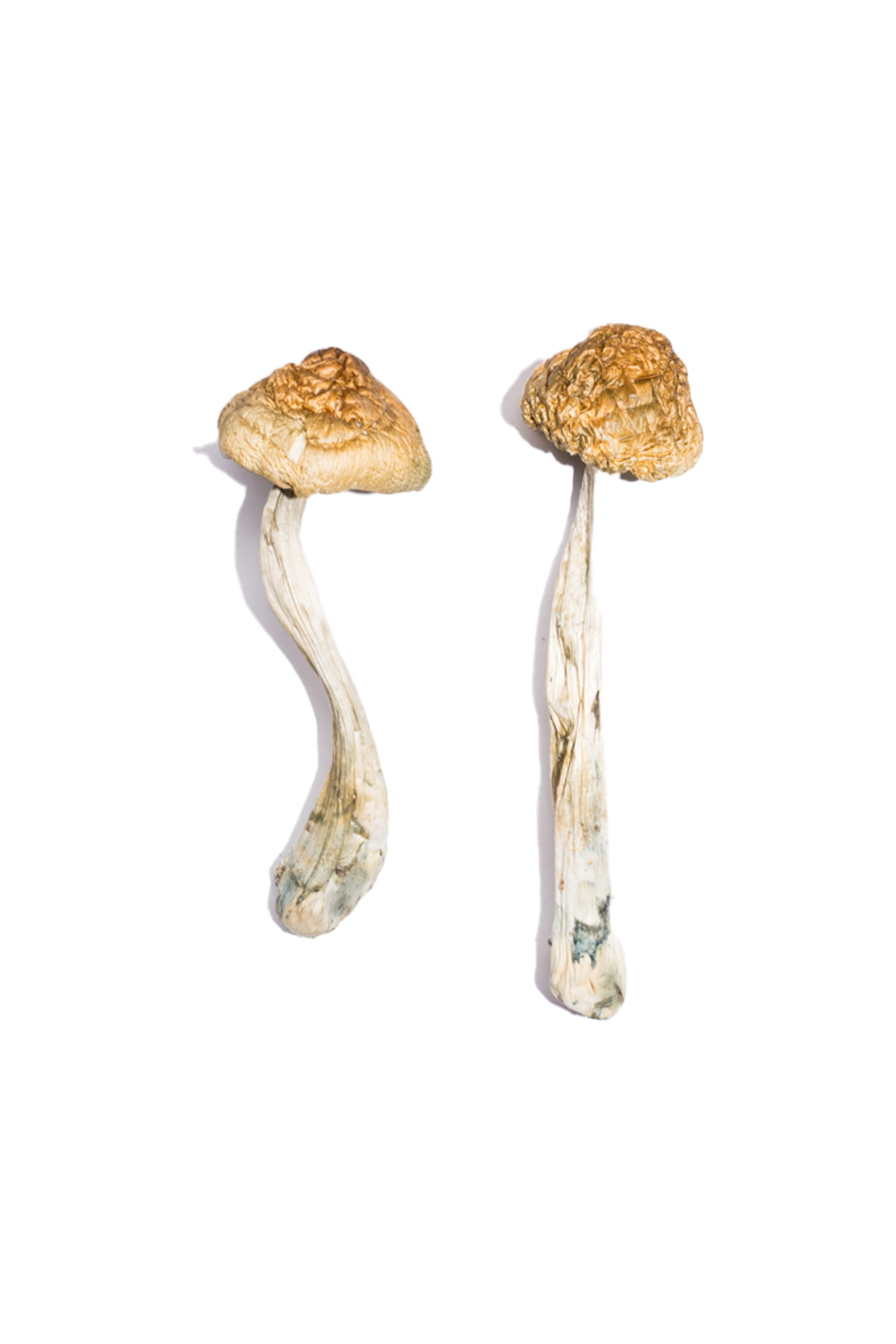 mckennaii-magic-mushrooms.jpg