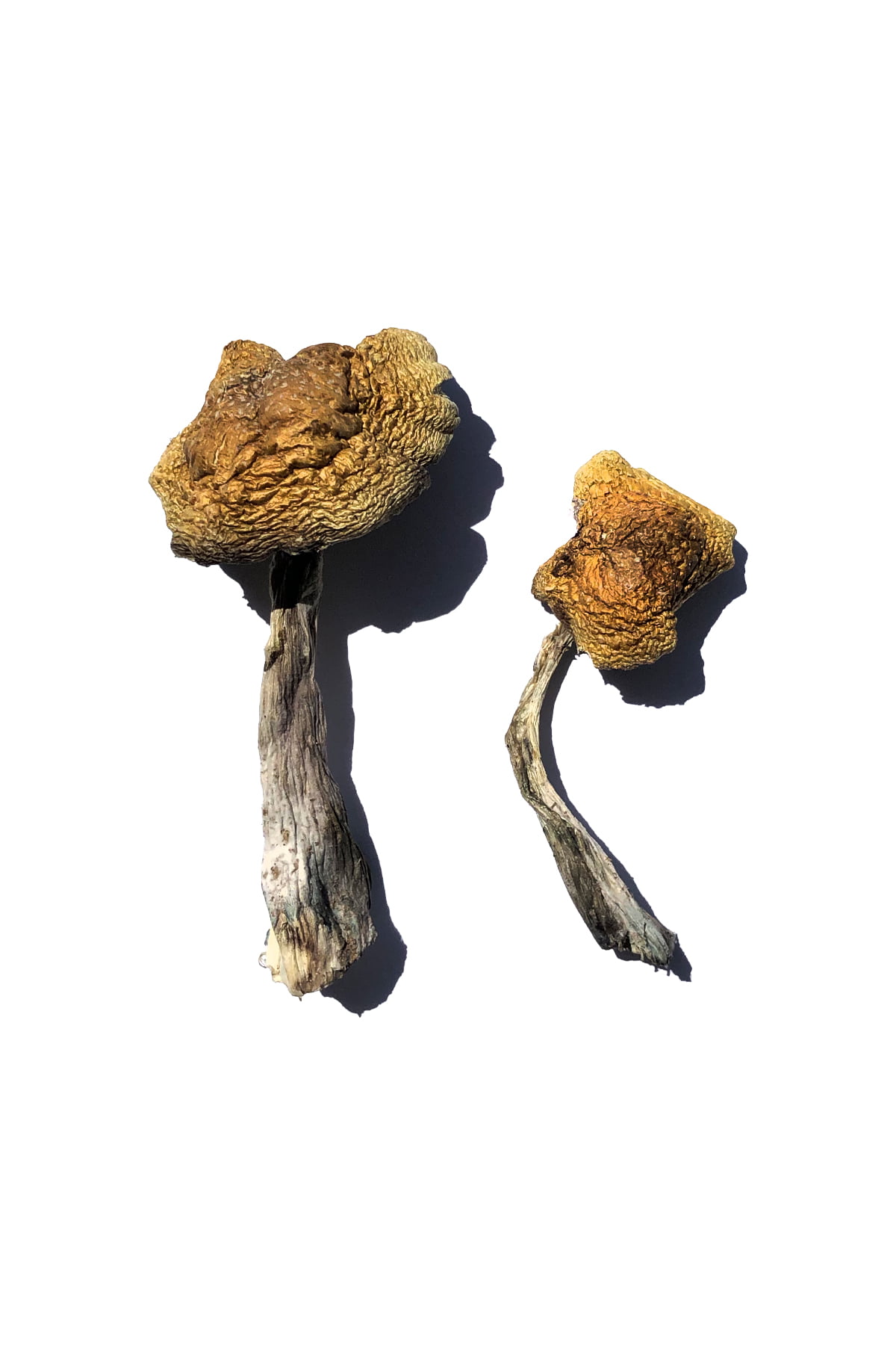 wollongong-magic-mushrooms.jpg